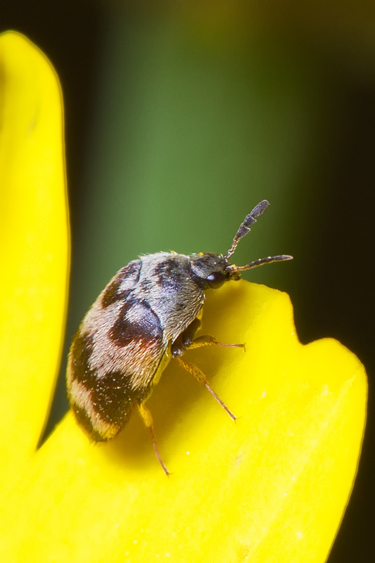 Attagenus sp. (o Anthrenus sp:?)